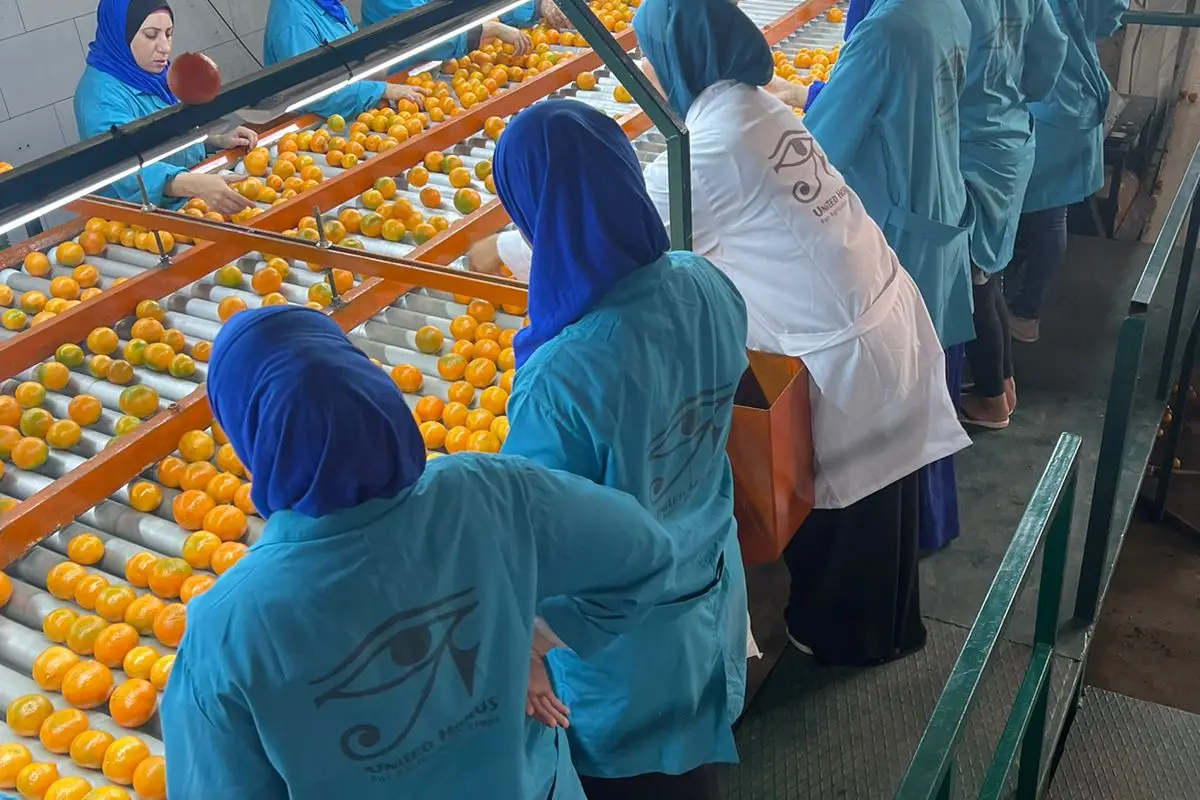 Sorting citrus on the line