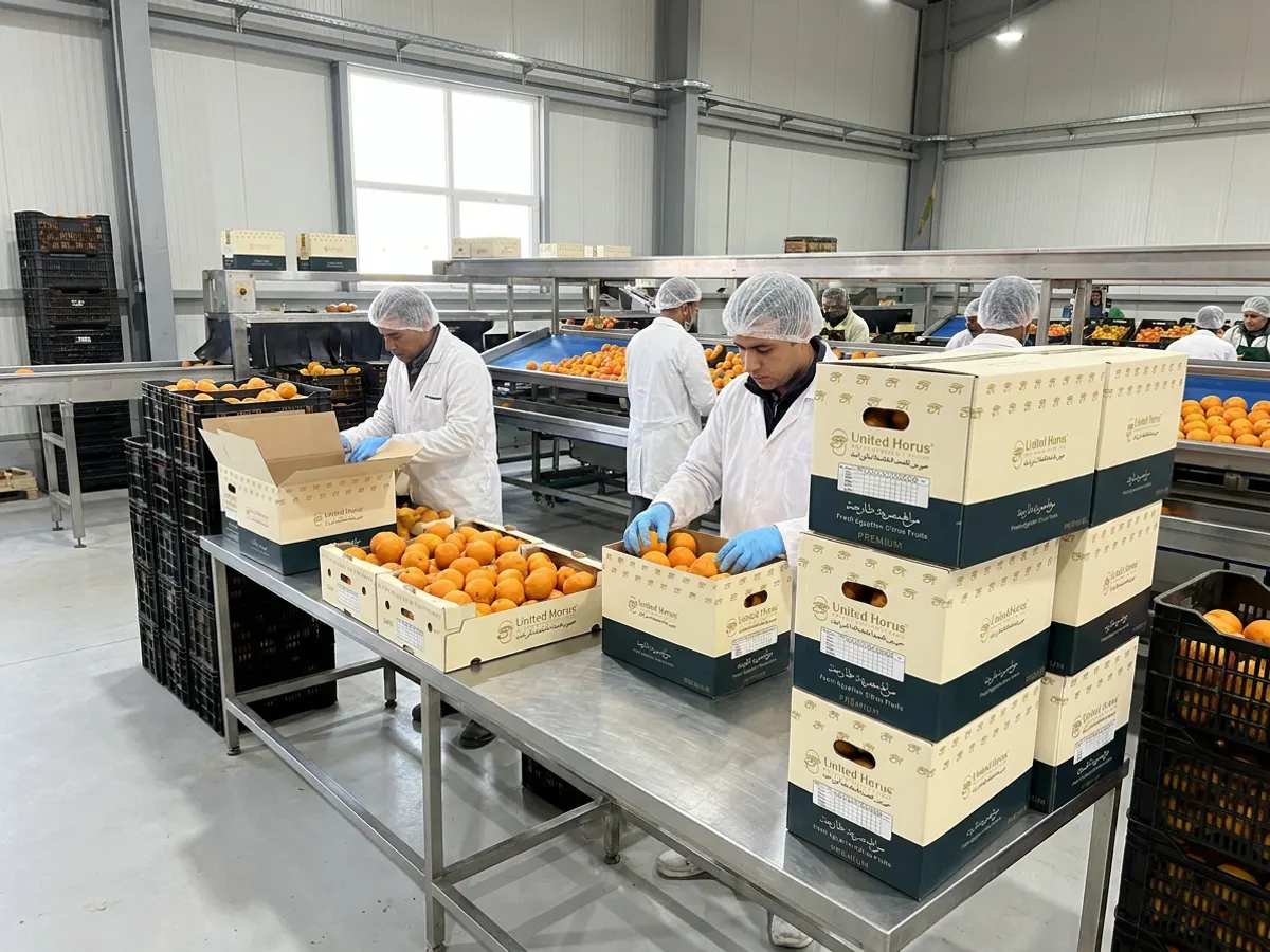 Packing fresh oranges into United Horus branded cartons