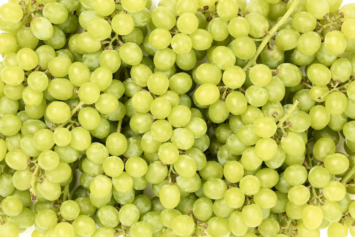 Fresh Egyptian seedless grapes
